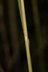 Florida dropseed